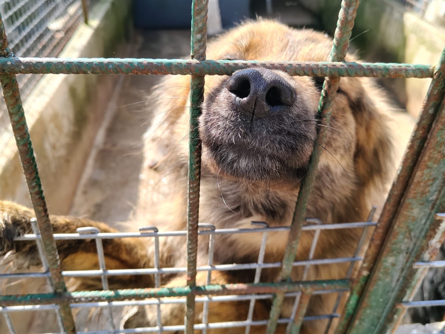 Adotta un cane, taglia media, maschio, Vibo