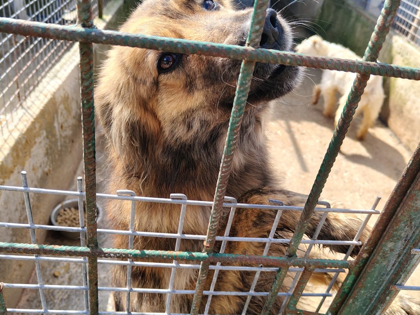 Vuoi adottare un cane a Vibo?