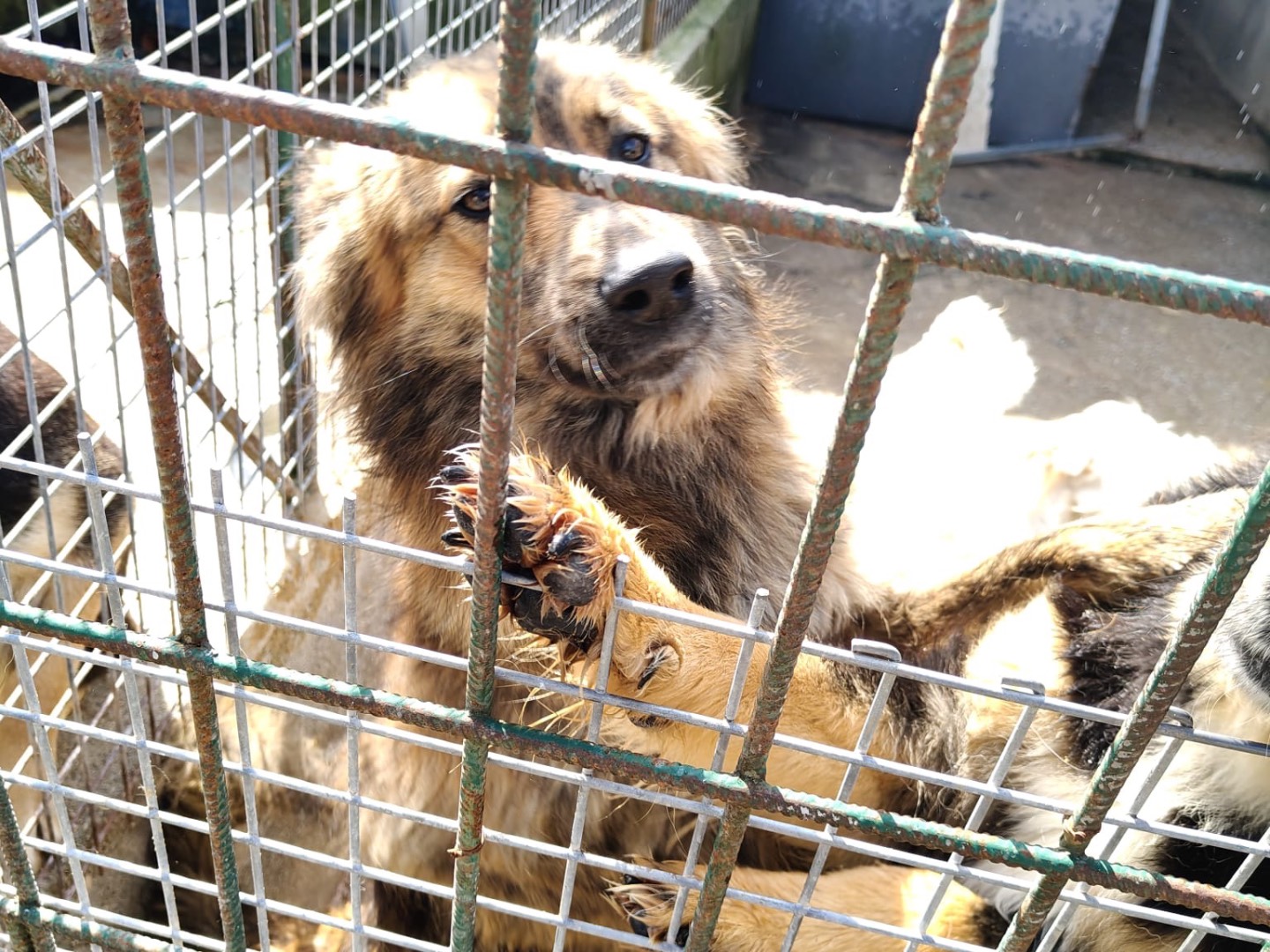 Adotta il cane Rocco a Vibo