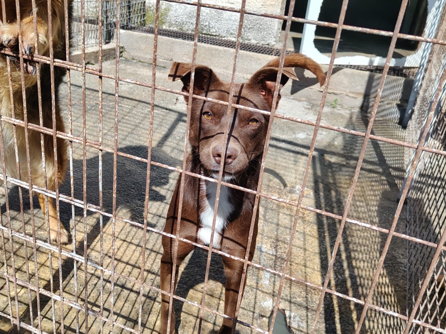 Adozione cane, femmina, Razza sconosciuta Razza sconosciuta, 1 anno e 10 mesi, taglia media, Vibo