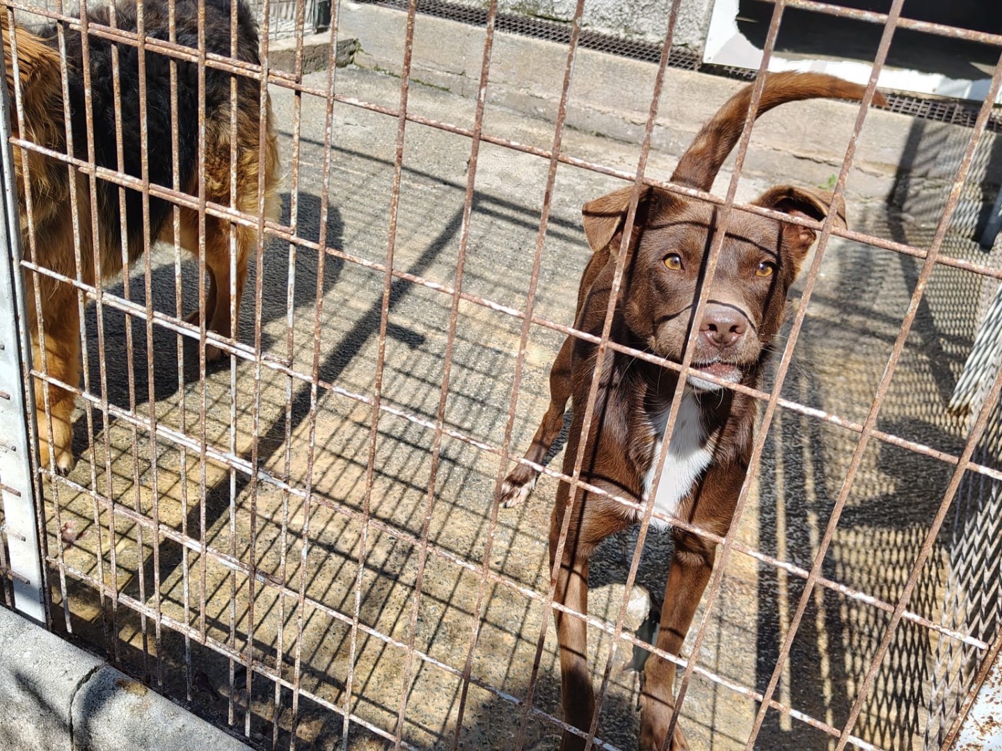 Adotta un cane, femmina, 1 anno e 10 mesi, Vibo