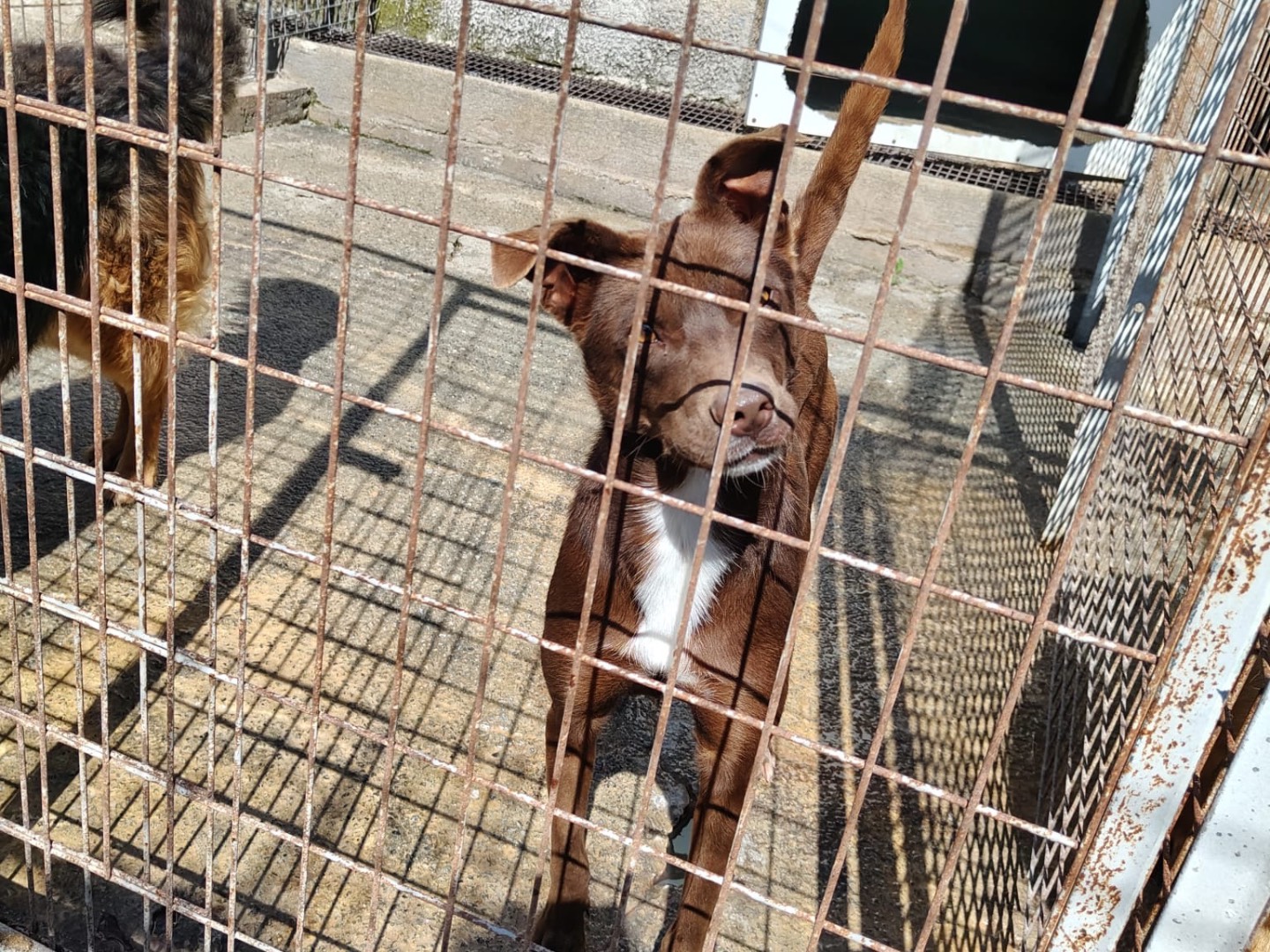 Vuoi adottare un cane a Vibo?