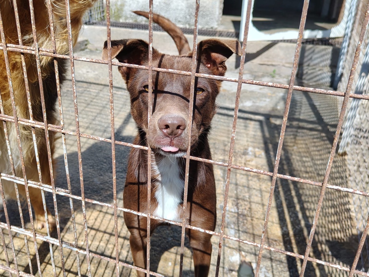 Adotta il cane Ginny a Vibo