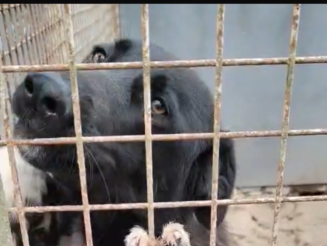 Adozione cane, femmina, Razza sconosciuta Razza sconosciuta, 9 mesi, taglia media, Vibo