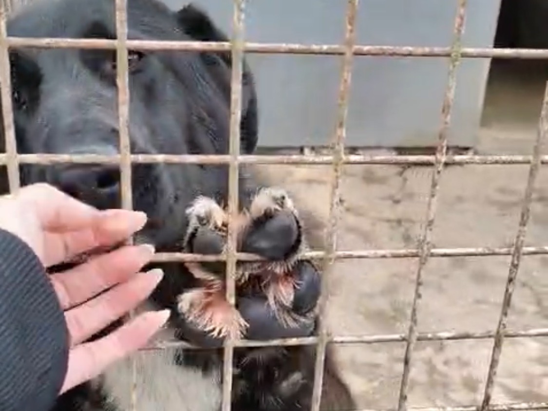 Adotta un cane, femmina, 9 mesi, Vibo