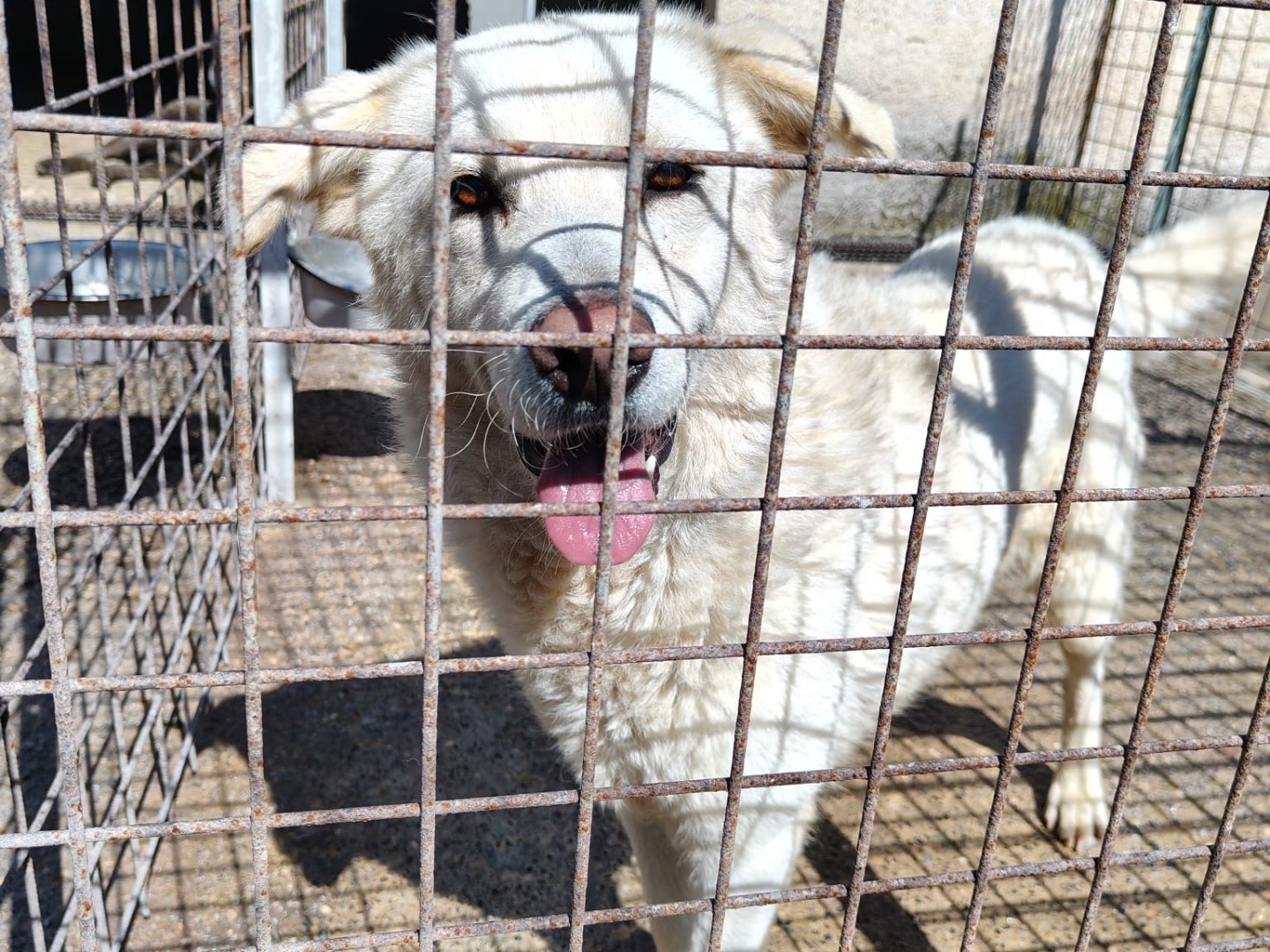 Adozione cane, femmina, Razza sconosciuta Razza sconosciuta, 2 anni e 10 mesi, taglia media, Vibo