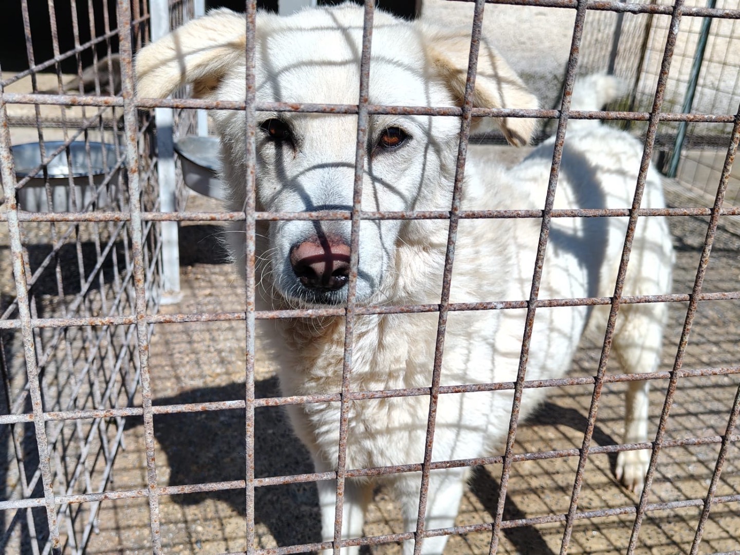 Adotta un cane, femmina, 2 anni e 10 mesi, Vibo