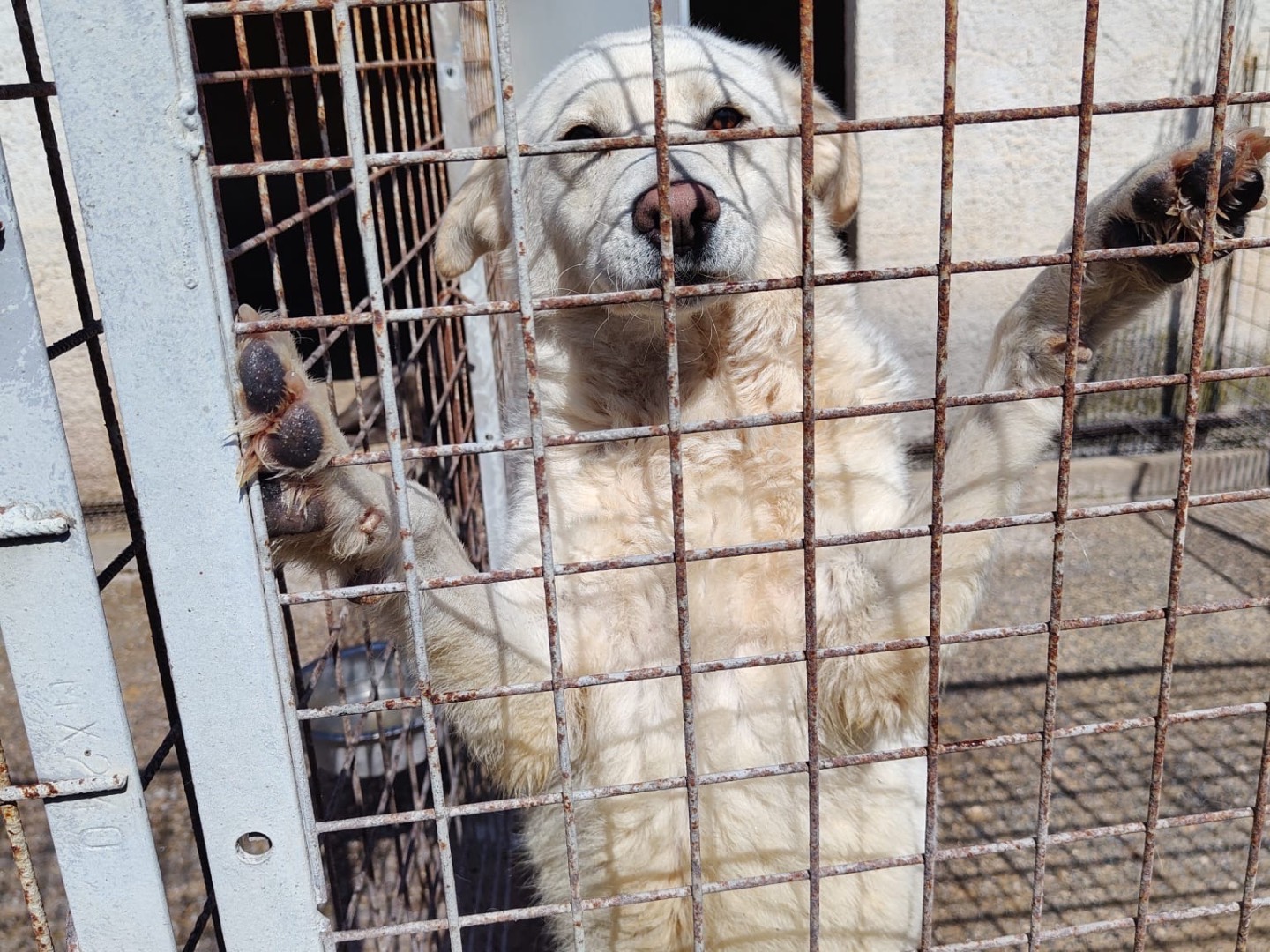 Adotta un cane, taglia media, femmina, Vibo