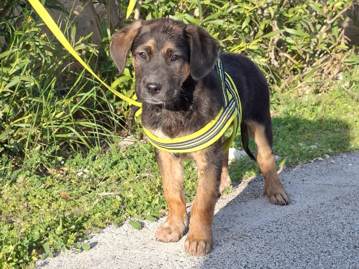 Adozione cane, maschio, Razza sconosciuta Razza sconosciuta, 3 mesi, taglia media, Verona