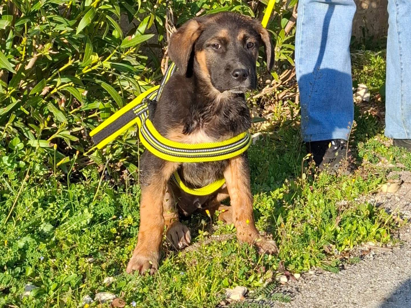 Adotta un cane, maschio, 3 mesi, Verona