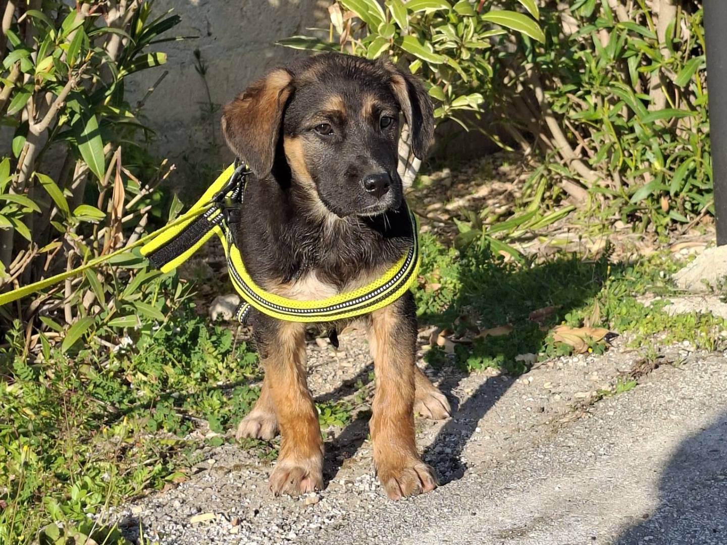 Adotta un cane, taglia media, maschio, Verona