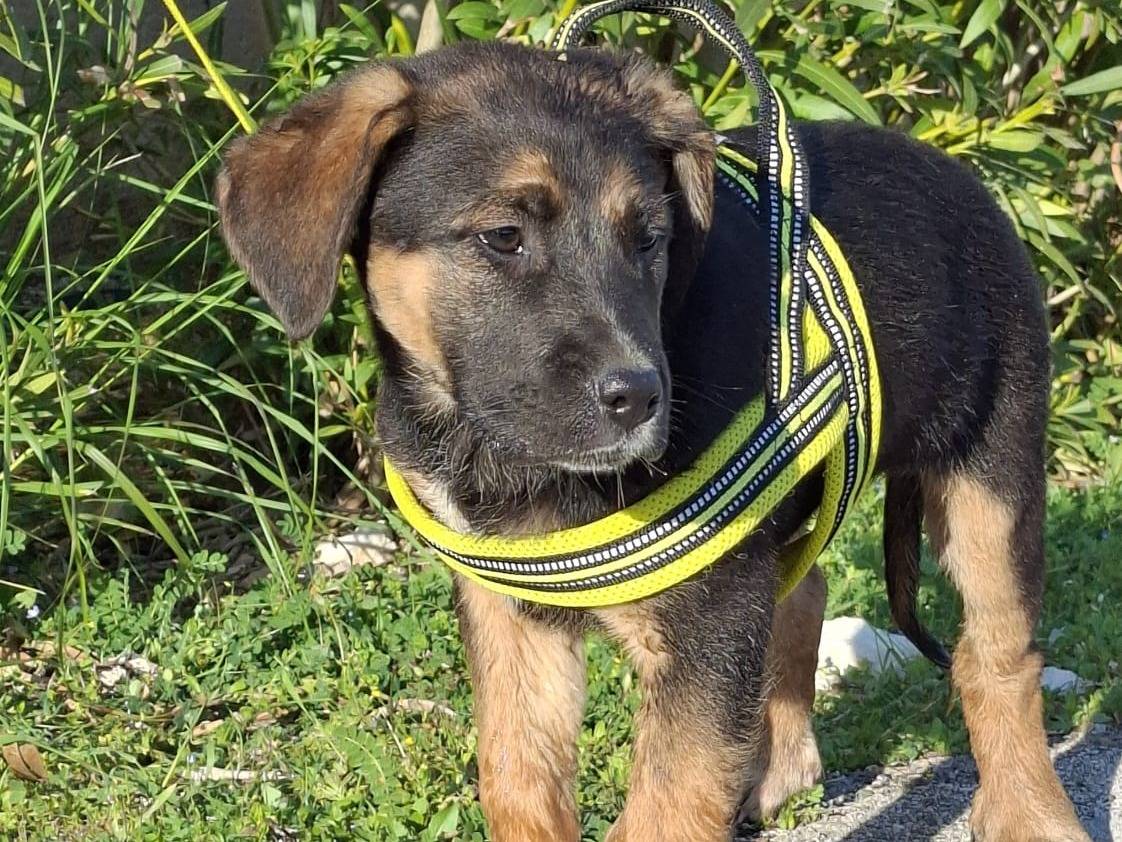 Vuoi adottare un cane a Verona?