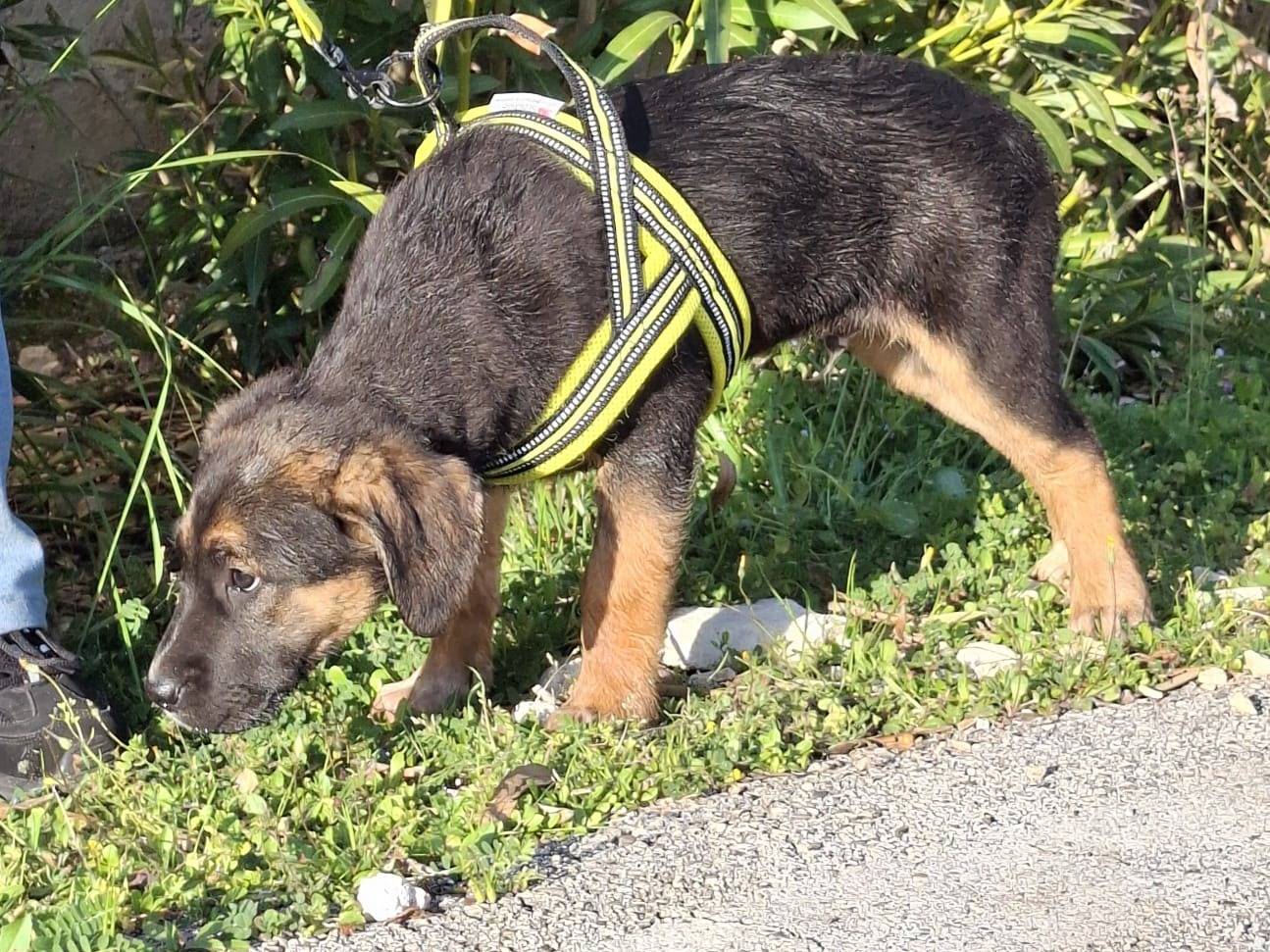 Adotta il cane Bolt a Verona