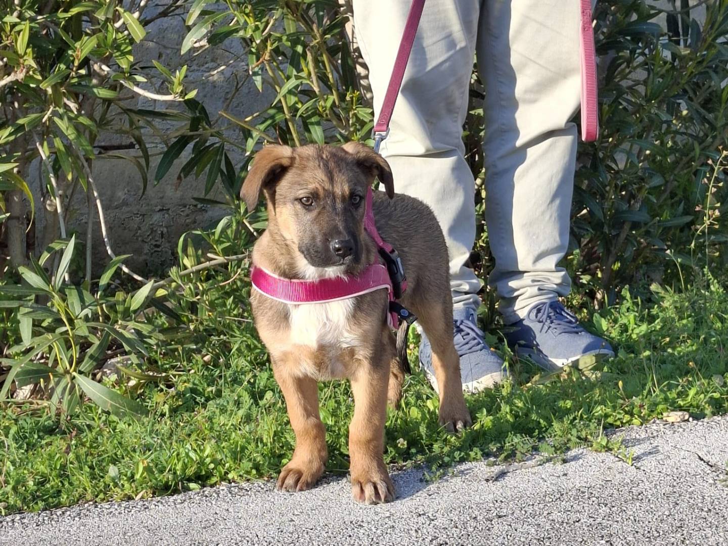 Vuoi adottare un cane a Genova?