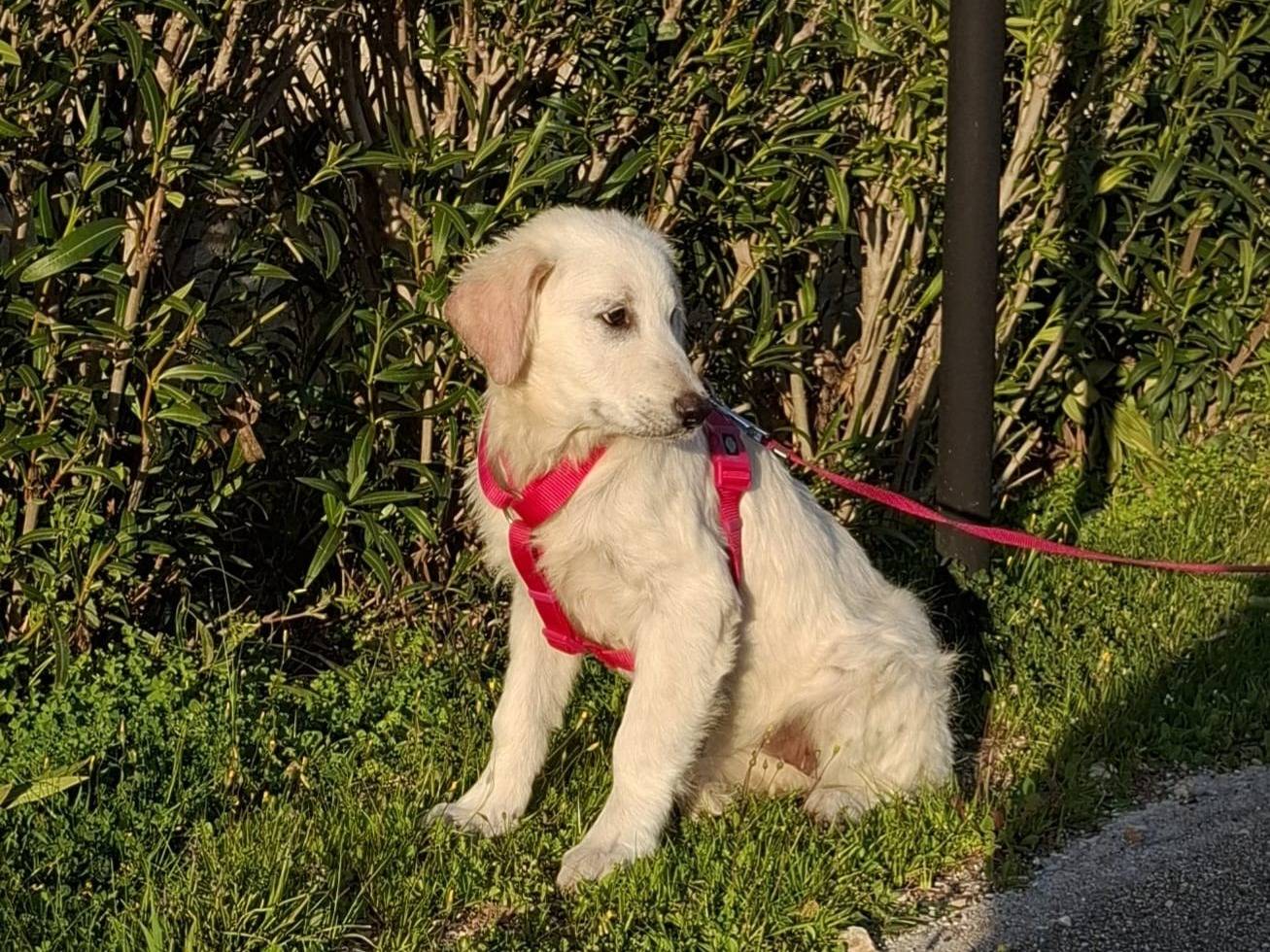 Vuoi adottare un cane a Modena?