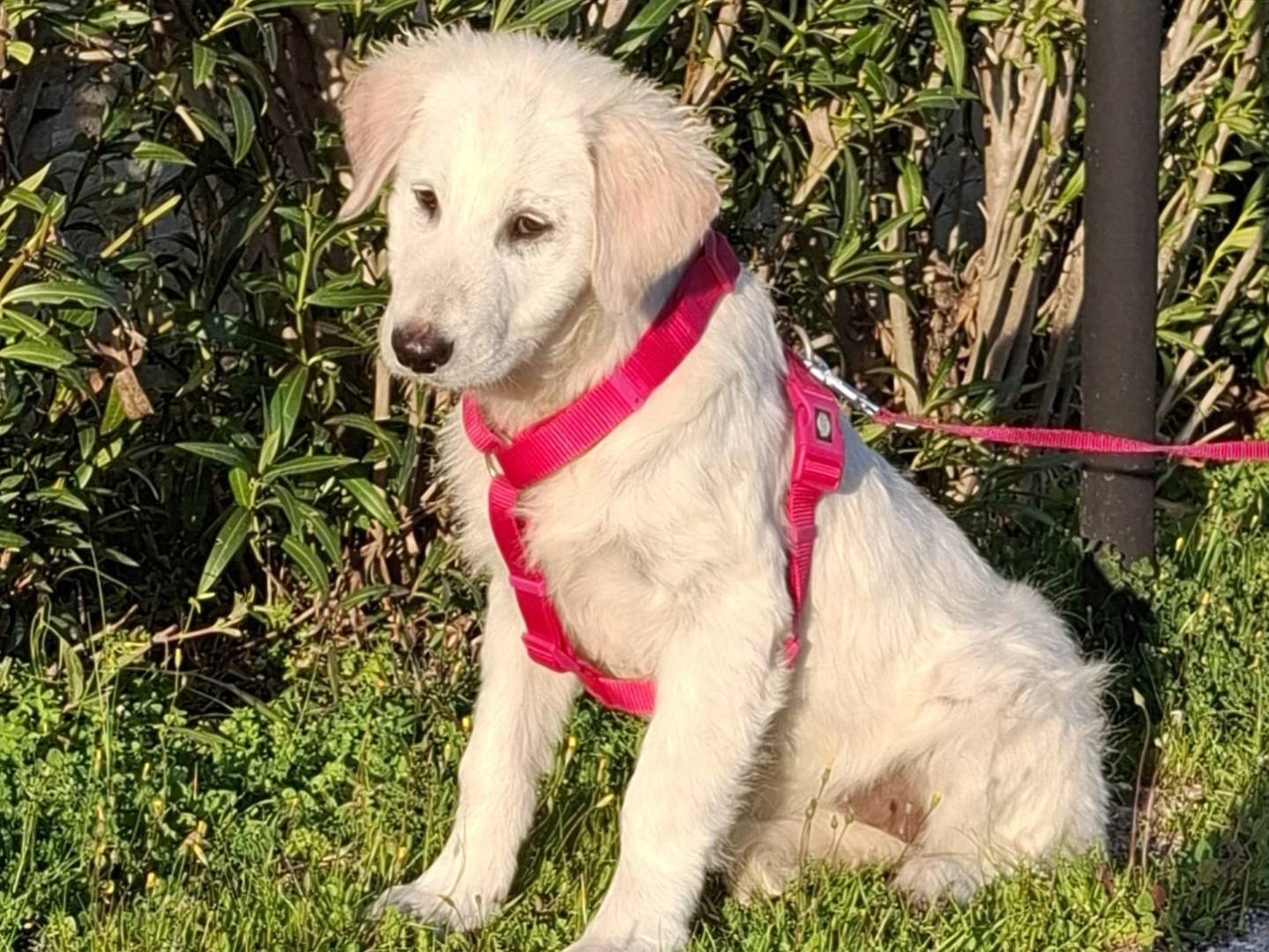 Adotta il cane Lava a Modena