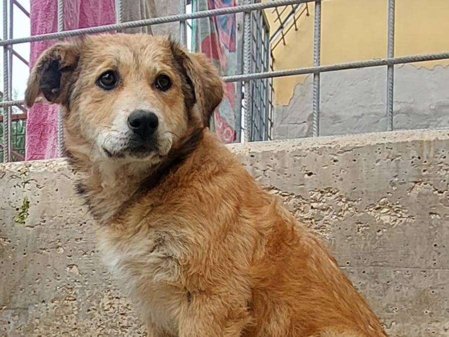 Adotta un cane, femmina, 3 mesi, Novara
