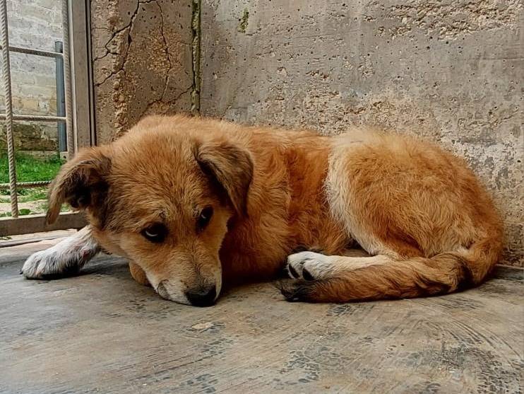 Vuoi adottare un cane a Novara?