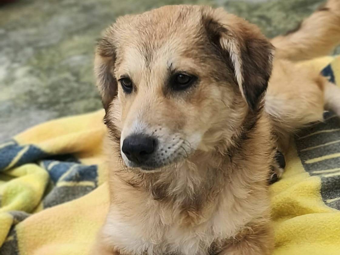 Adotta il cane Magma a Novara