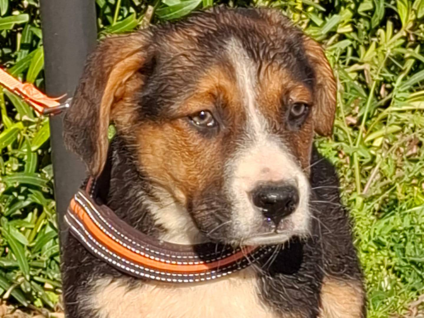 Adozione cane, maschio, Razza sconosciuta Razza sconosciuta, 3 mesi, taglia media, Padova