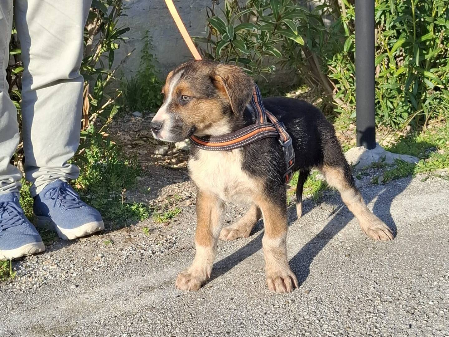 Adotta un cane, maschio, 3 mesi, Padova