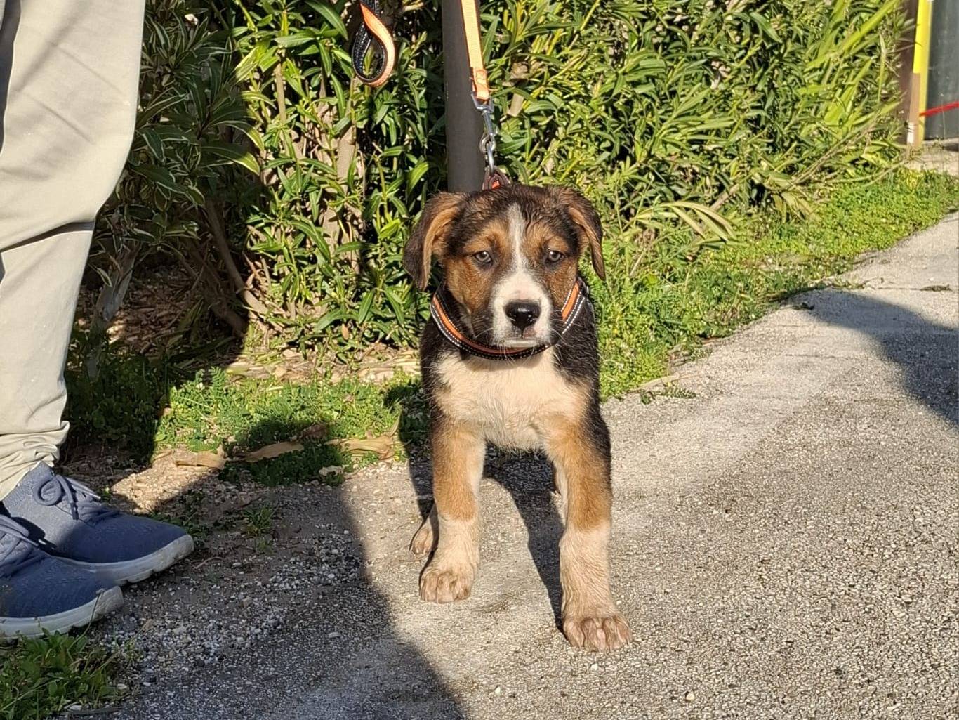 Vuoi adottare un cane a Padova?