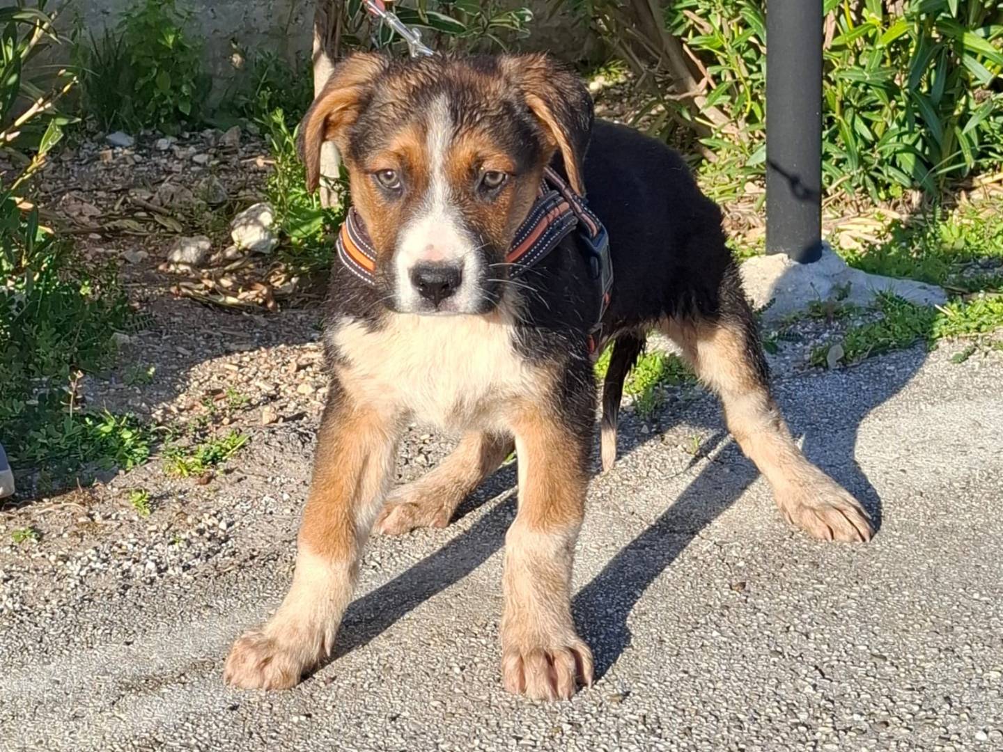 Adotta il cane Rio a Padova