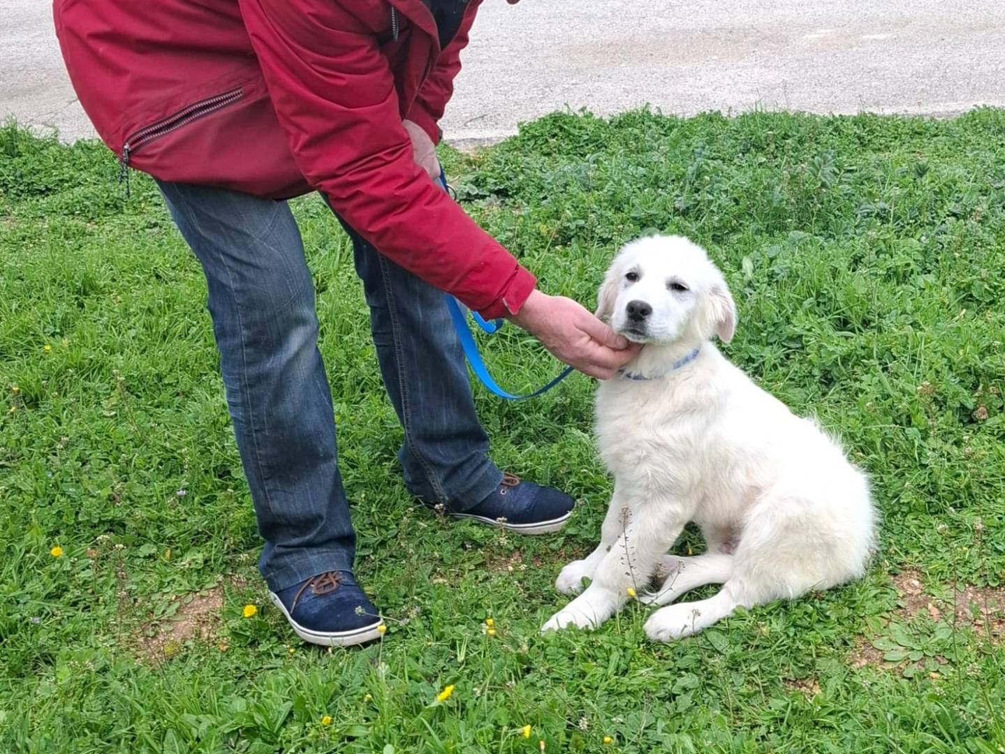Vuoi adottare un cane a Pescara?