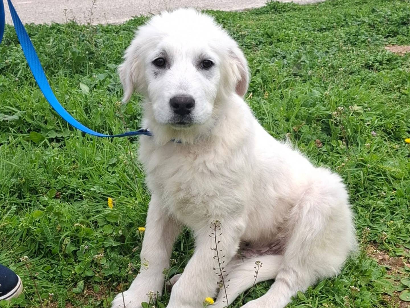Adotta il cane Sisma a Pescara