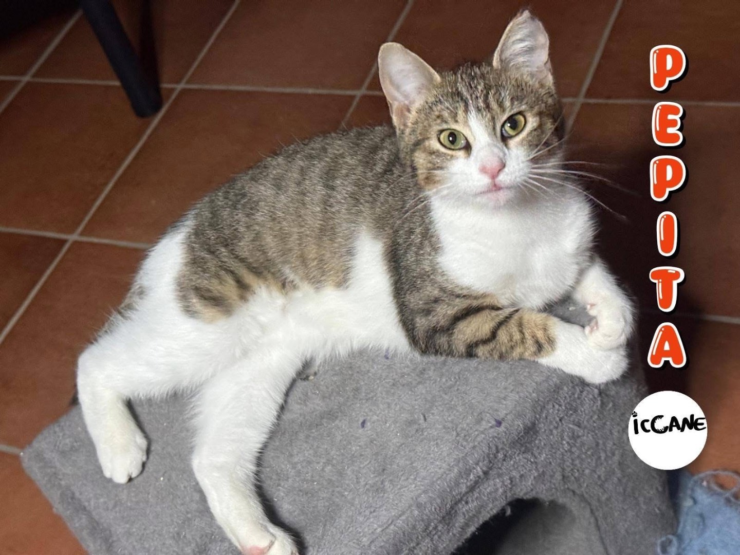 Adozione gatto, femmina, Razza sconosciuta Razza sconosciuta, 5 mesi, taglia non valida, Viterbo