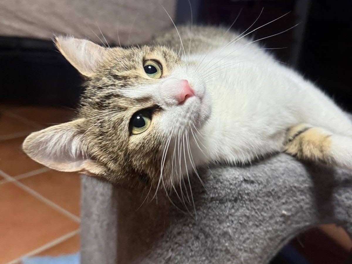 Adotta un gatto, femmina, 5 mesi, Viterbo