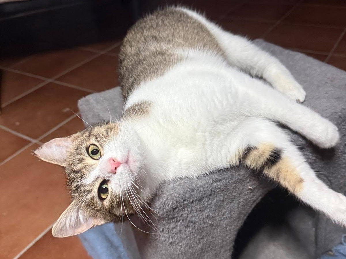 Adotta un gatto, taglia non valida, femmina, Viterbo