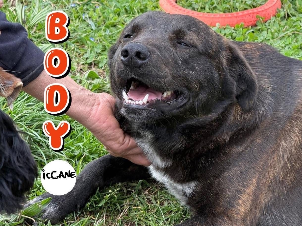 Adozione cane, maschio, Razza sconosciuta Razza sconosciuta, 1 anno e 4 mesi, taglia media, Viterbo