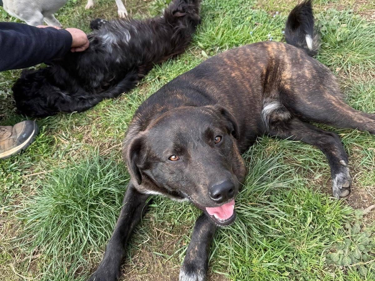 Adotta un cane, maschio, 1 anno e 4 mesi, Viterbo