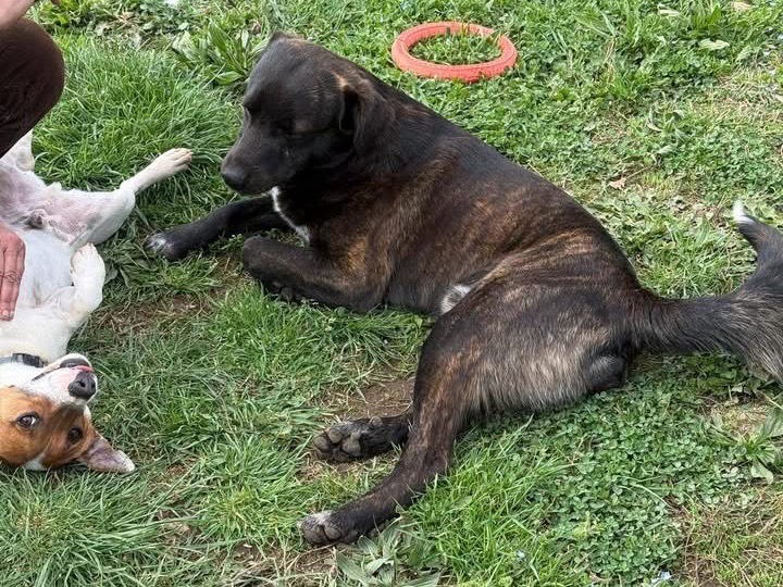 Adotta un cane, taglia media, maschio, Viterbo