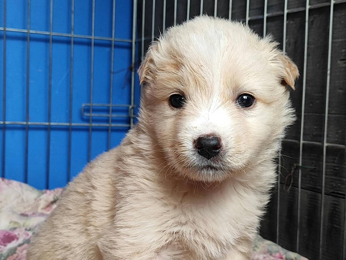 Adozione cane, femmina, Pastore maremmano Razza sconosciuta, 1 mesi, taglia grande, Milano