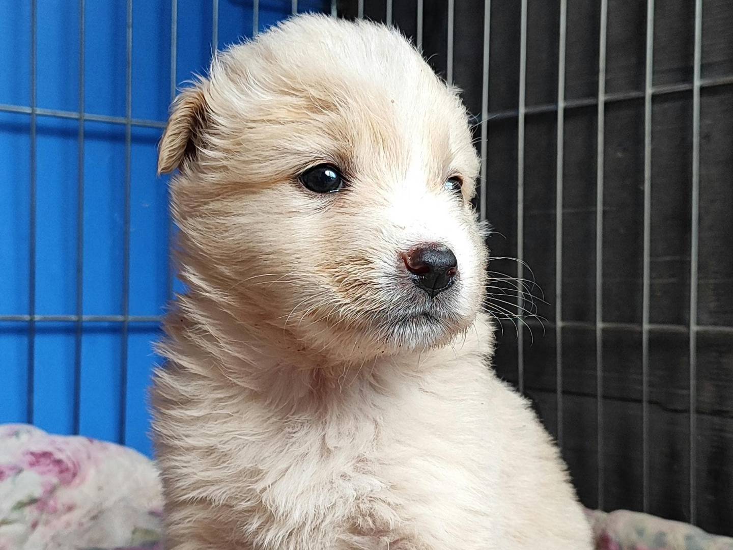 Adotta un cane, femmina, 1 mesi, Milano