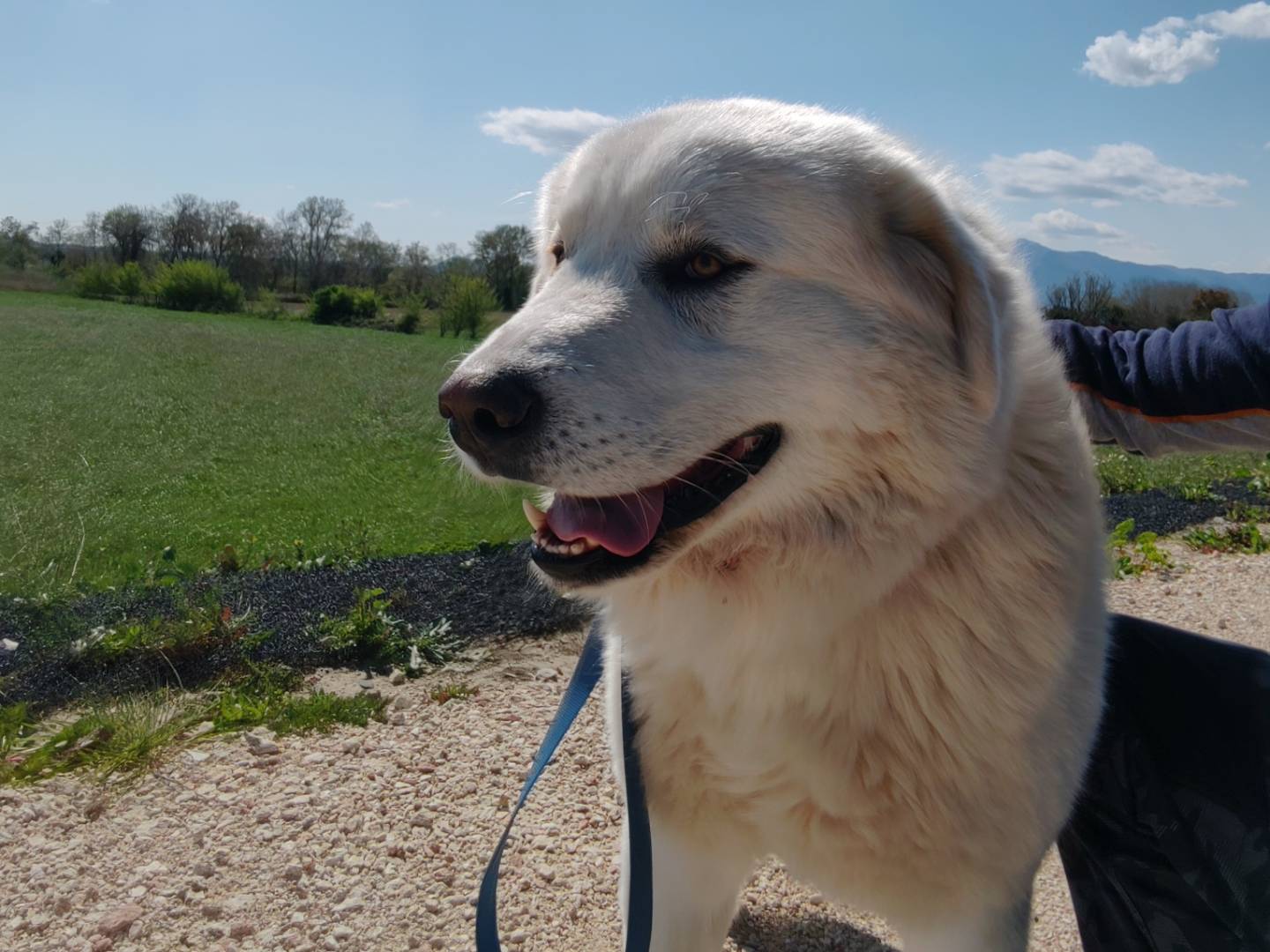 Adozione cane, maschio, Pastore maremmano Razza sconosciuta, 2 anni e 6 mesi, taglia gigante, Roma