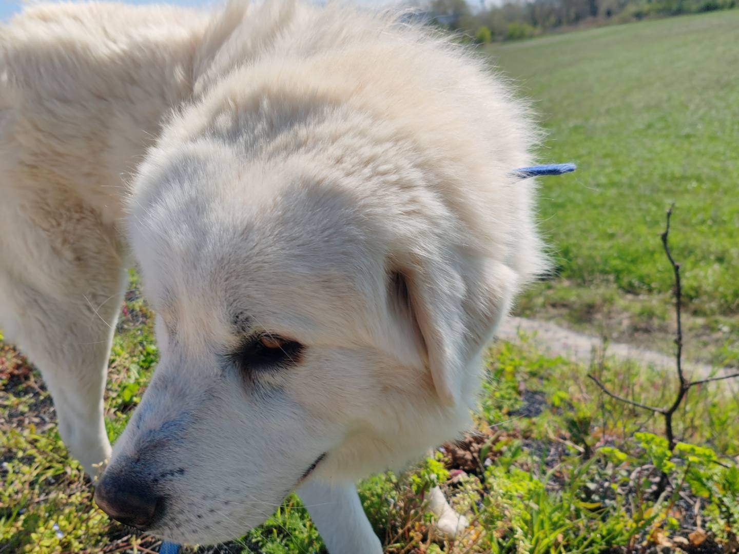 Adotta un cane, maschio, 2 anni e 6 mesi, Roma