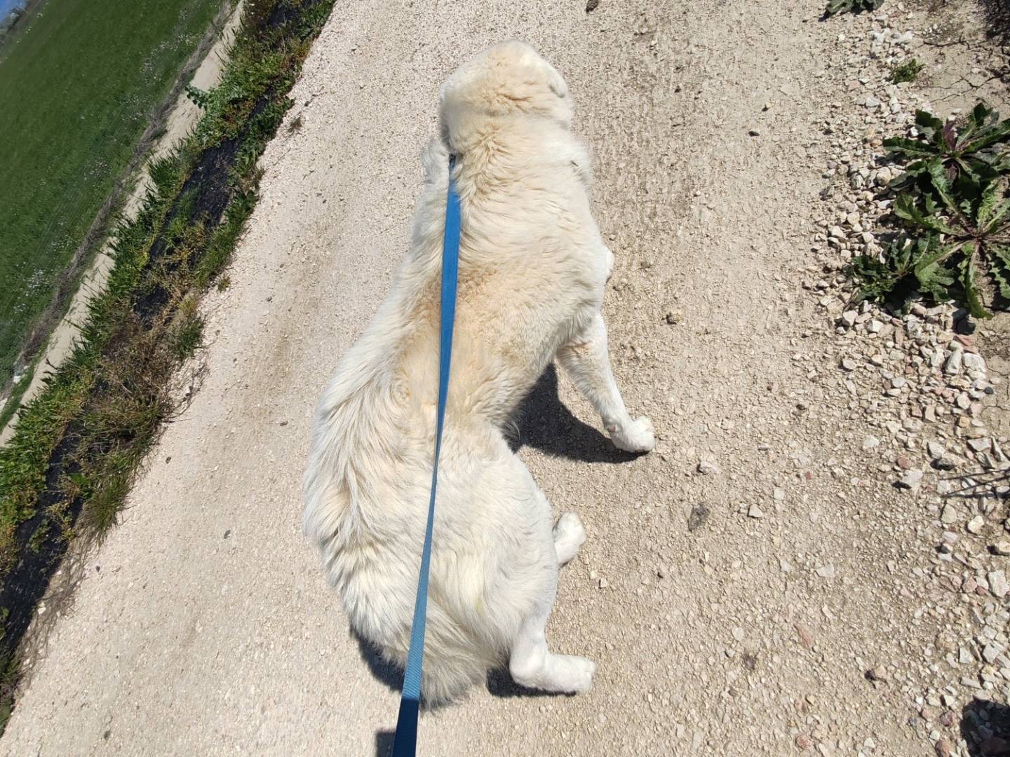 Adotta un cane, taglia gigante, maschio, Roma