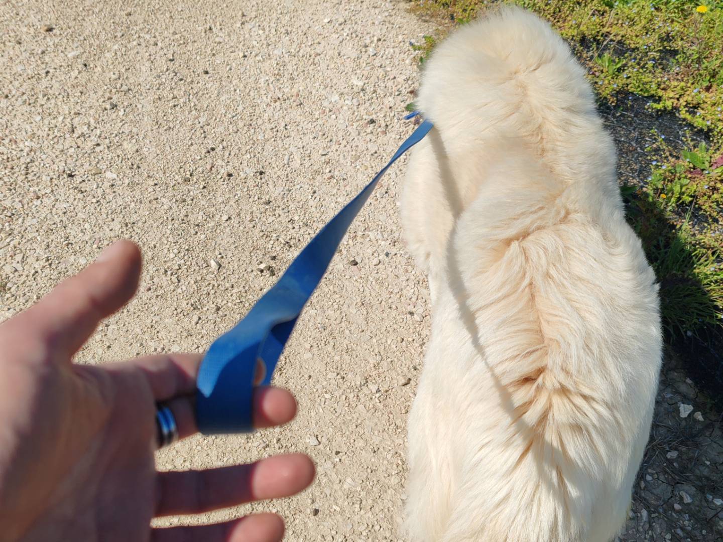 Vuoi adottare un cane a Roma?