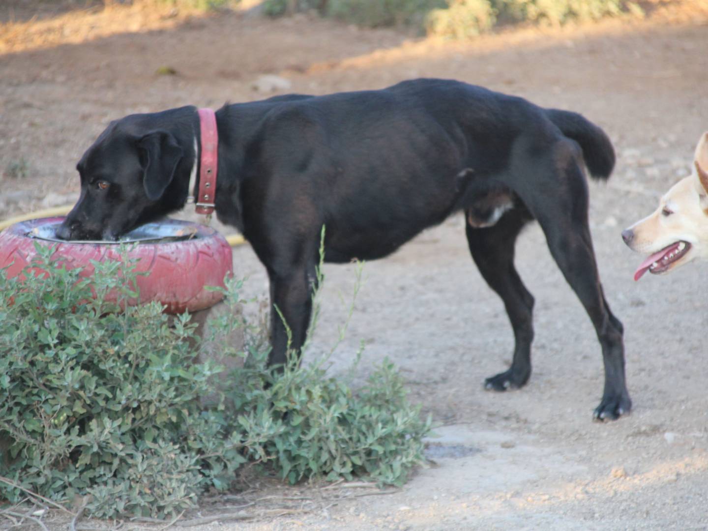 Adotta un cane, maschio, 2 anni e 1 mese, Trapani