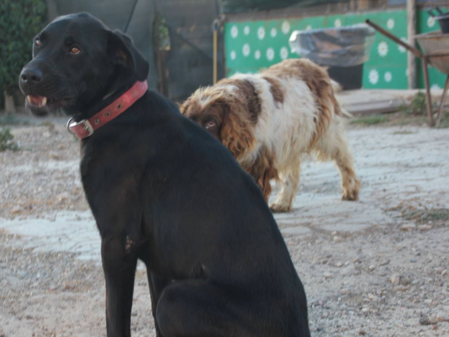 Adozione cane, maschio, Labrador Retriever Razza sconosciuta, 2 anni e 1 mese, taglia media, Trapani