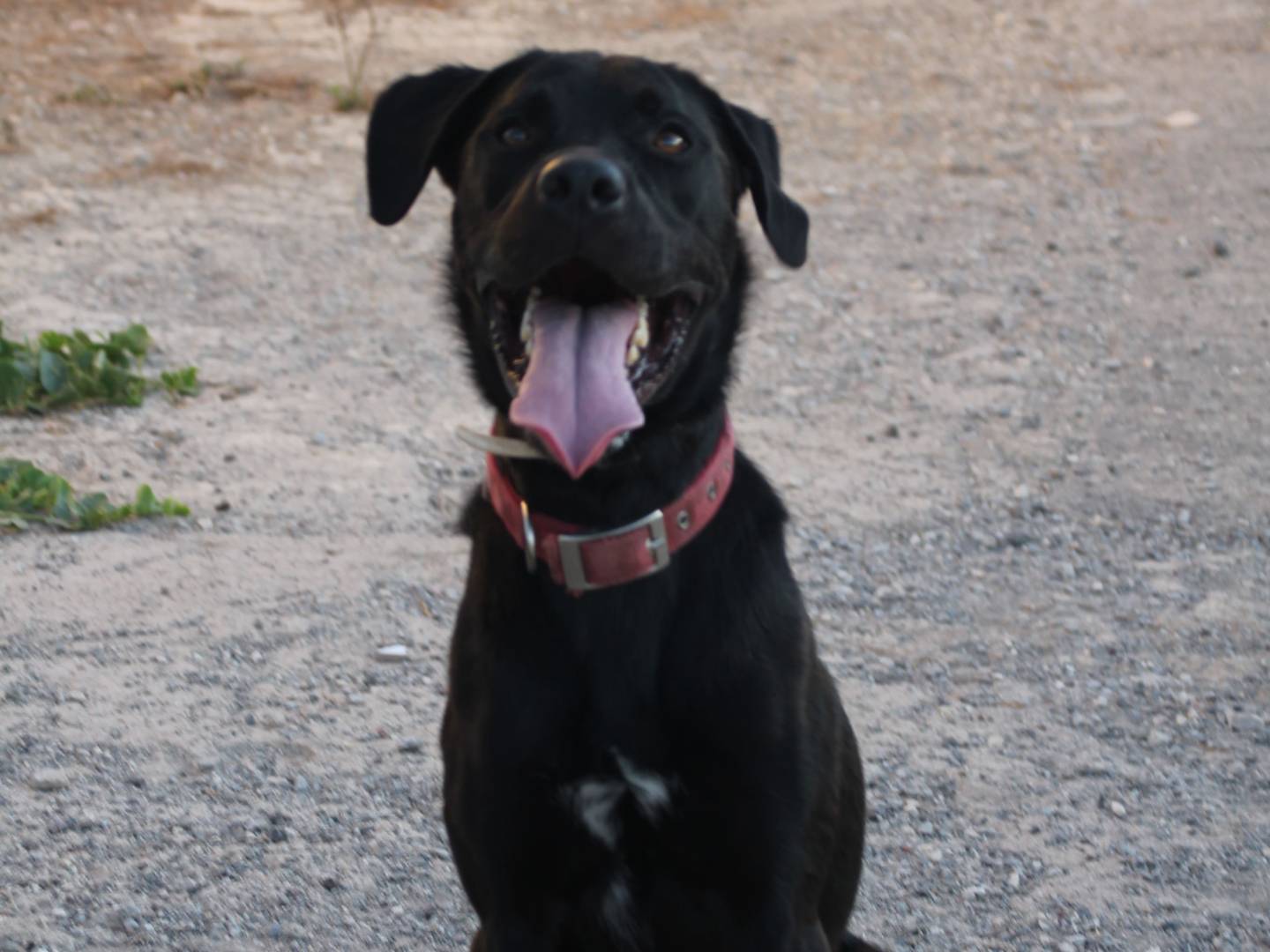 Adotta un cane, taglia media, maschio, Trapani