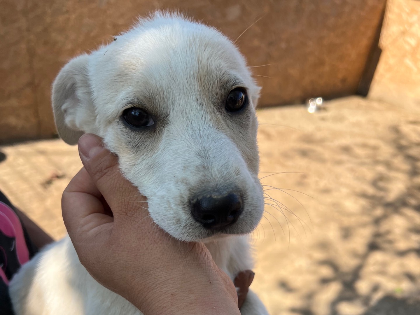 Adotta un cane, femmina, 4 mesi, Viterbo