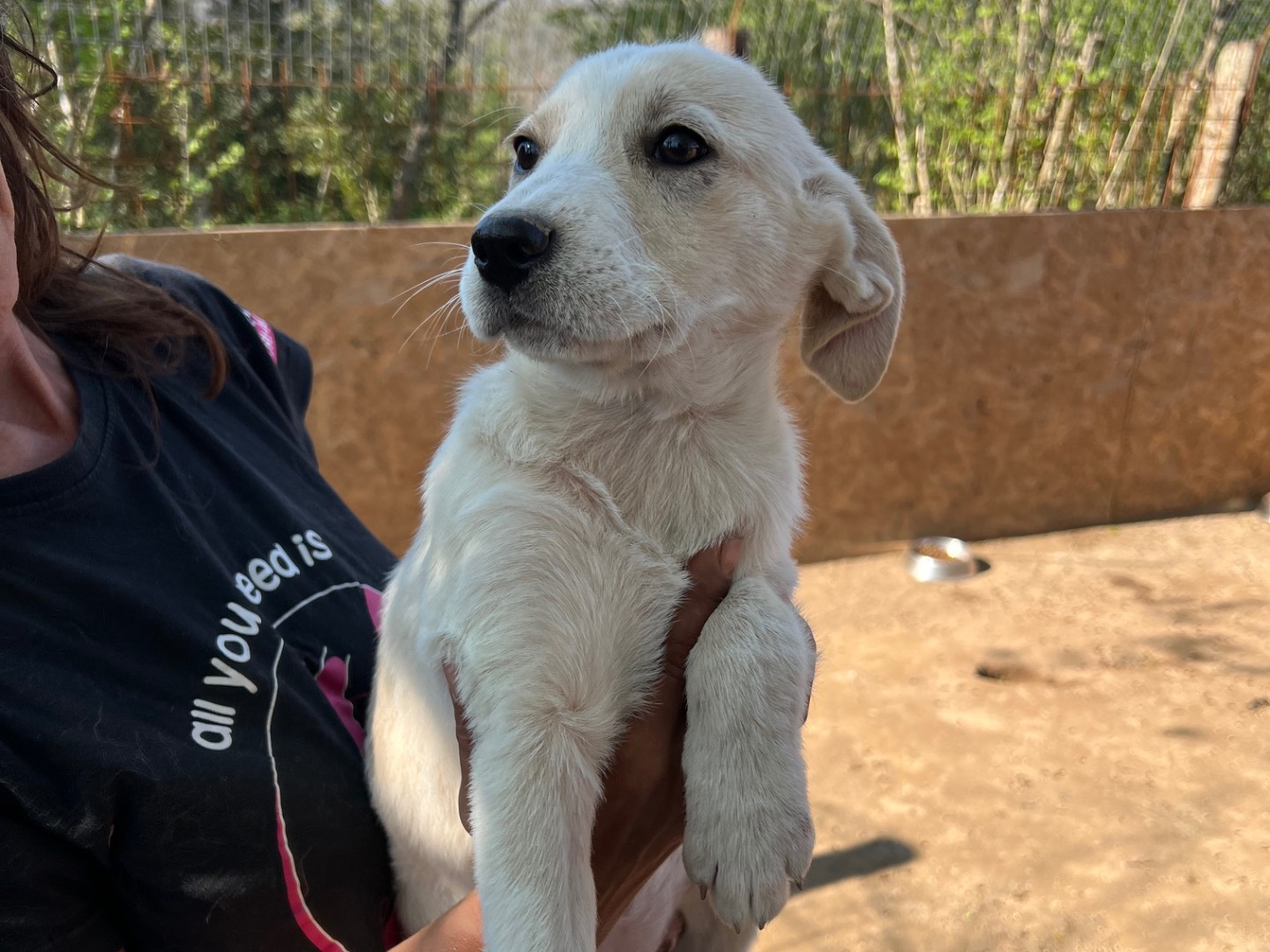 Adotta un cane, taglia media, femmina, Viterbo