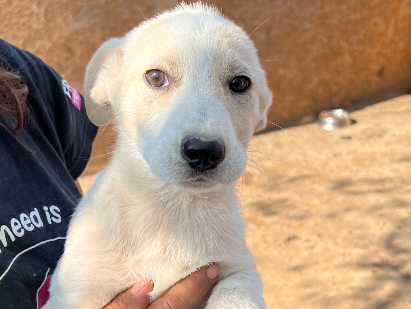 Vuoi adottare un cane a Viterbo?