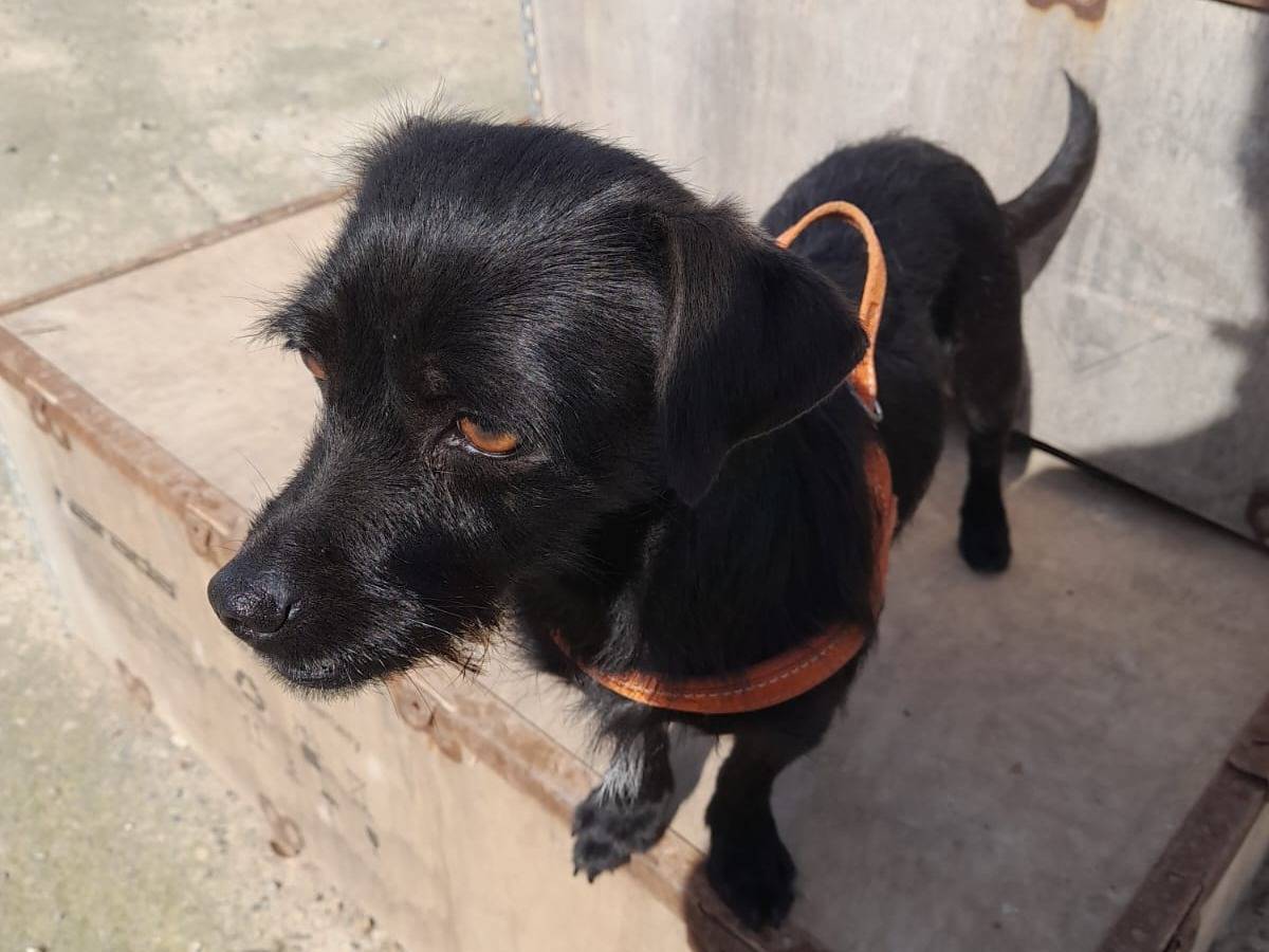 Adozione cane, femmina, Razza sconosciuta Razza sconosciuta, 3 anni e 2 mesi, taglia piccola, Bologna