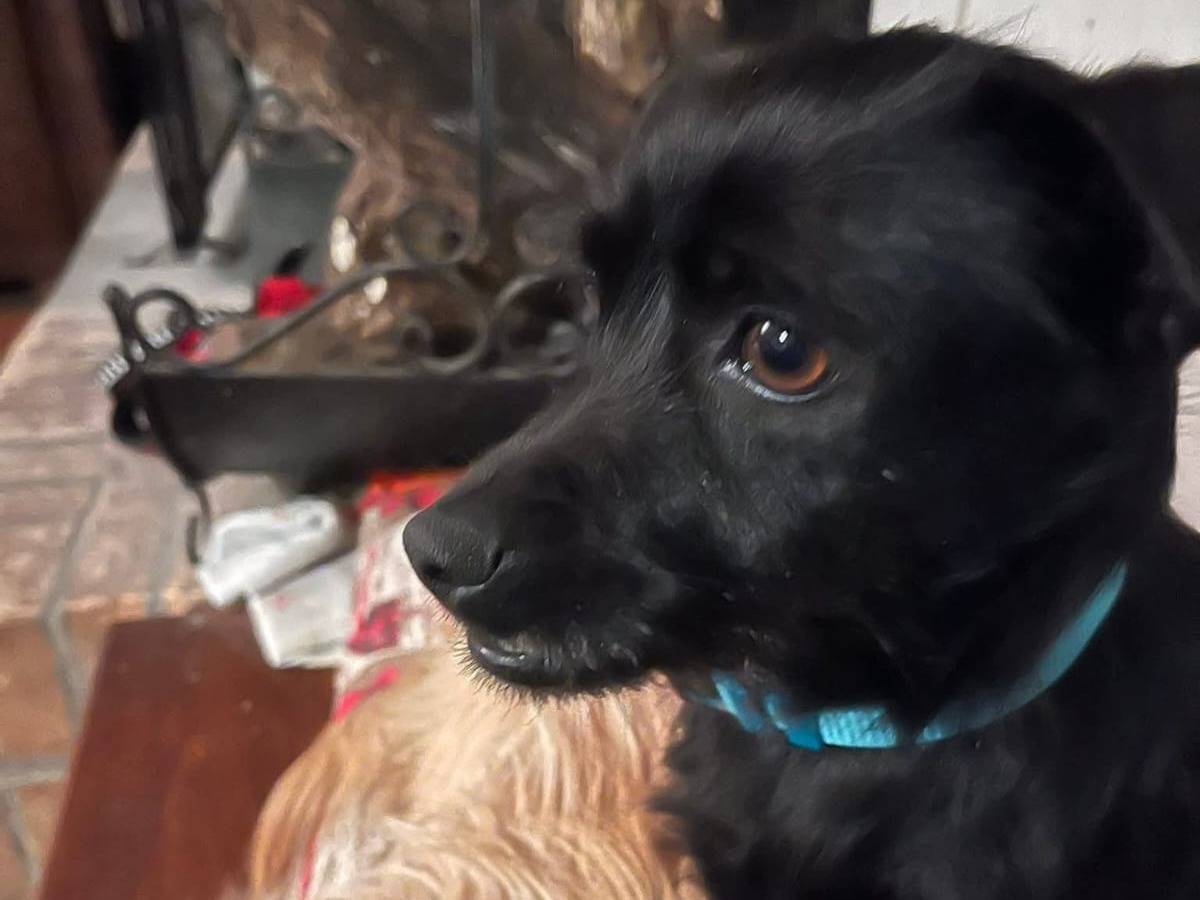 Adotta un cane, femmina, 3 anni e 2 mesi, Bologna