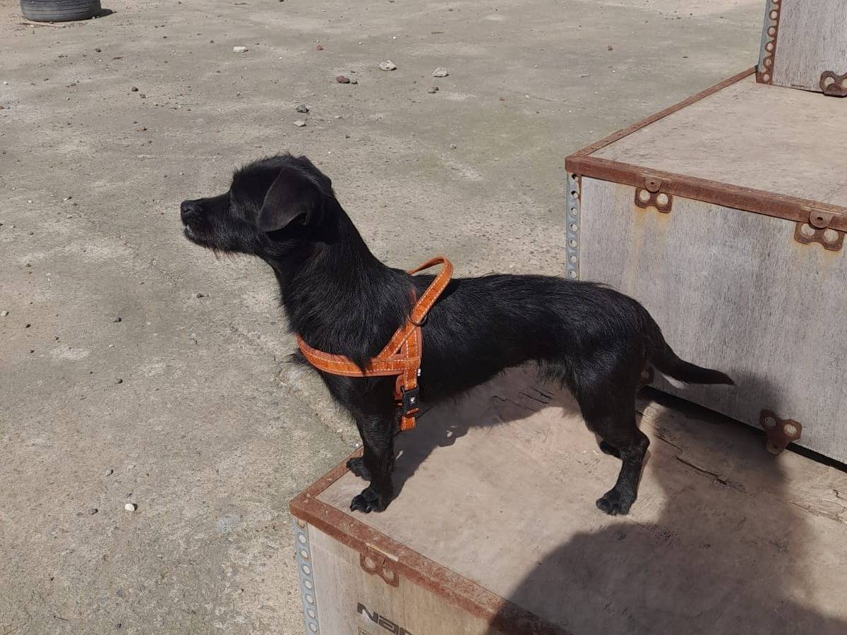 Adotta un cane, taglia piccola, femmina, Bologna